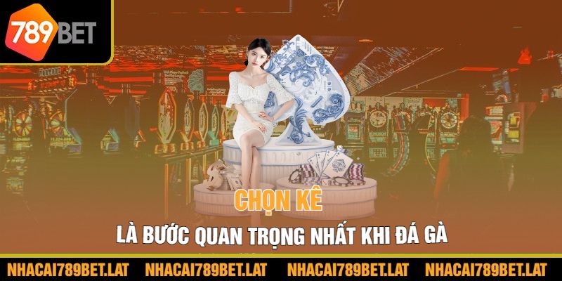 Chọn kê là bước quan trọng nhất khi đá gà